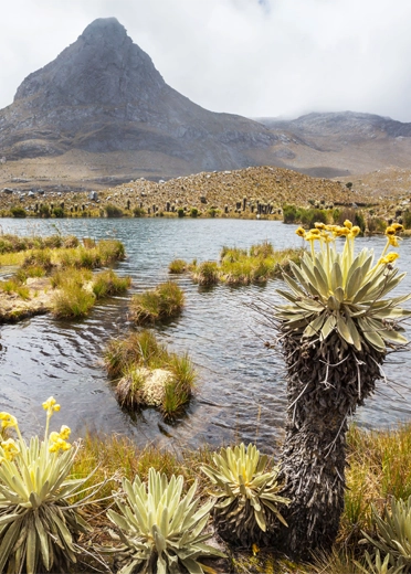 Immersive Colombia Journeys
