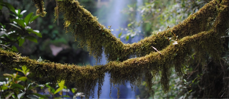 Moss-covered branches and hidden waterfall in Chicaque