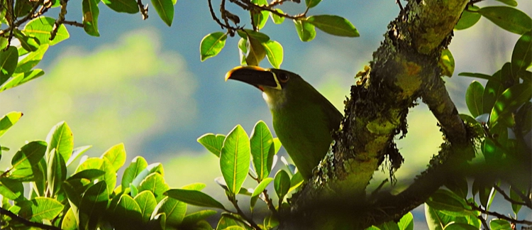 Emerald toucanet spotted in the cloud forest canopy