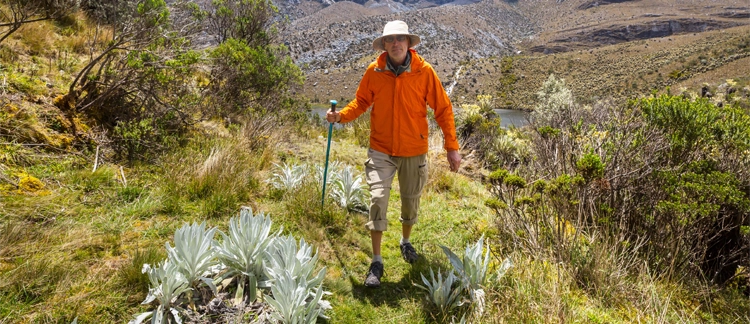Hiker among frailejones in the páramo ecosystem