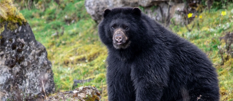 Oso andino de anteojos en el páramo de Chingaza