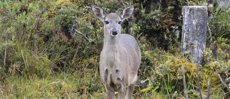 Venado nativo en el hábitat natural de Chingaza
