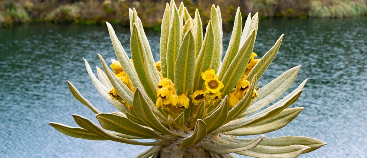 Frailejón en flor junto a una laguna altoandina