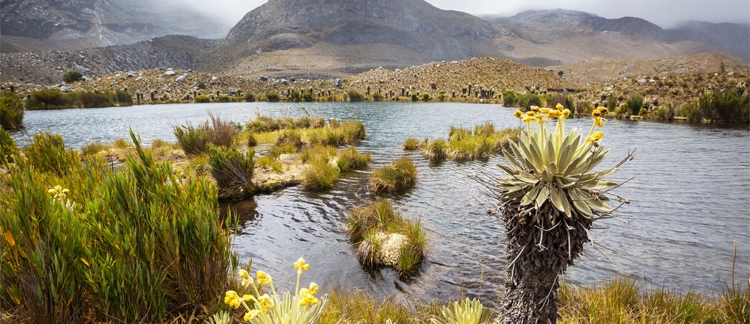 Laguna altoandina rodeada de frailejones