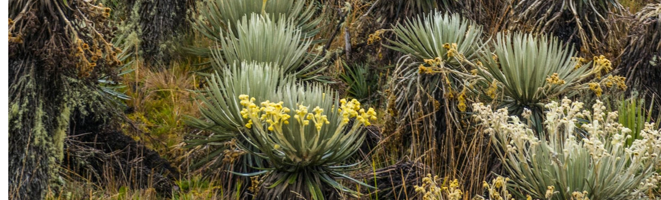 Vegetación densa de frailejones en el sendero de Chingaza