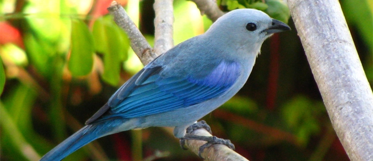 Blue-gray tanager spotted on the bird-watching trail