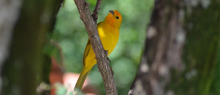 Yellow canary among the cloud forest branches