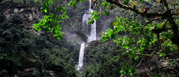 Lush cloud forest vegetation framing the falls