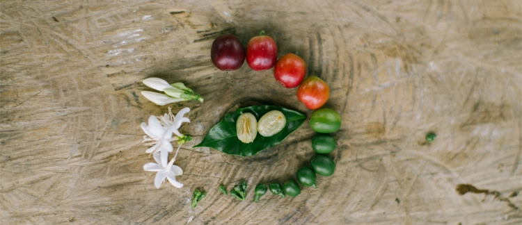 From cherry to roast — the full process