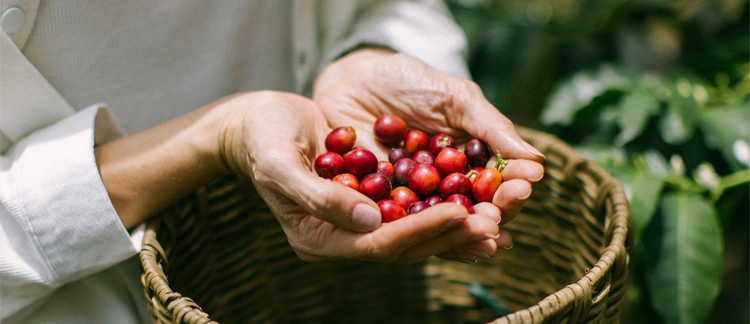 Cerezas de café recién recolectadas en manos del recolector