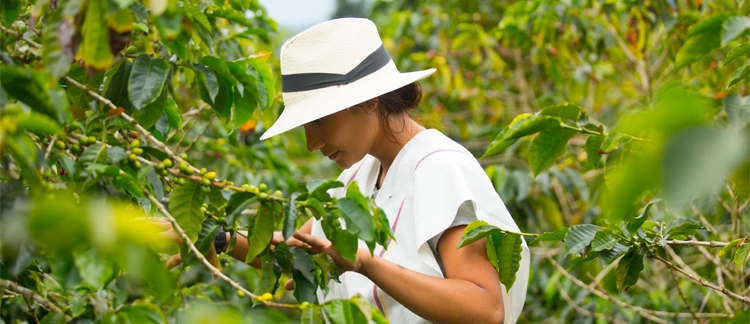 Recolectora local cosechando cerezas de café maduras