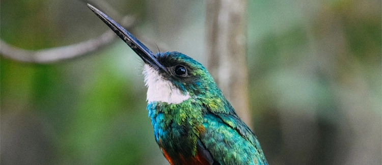 Hummingbird spotted at the Guatavita natural reserve
