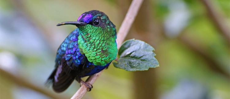 Hummingbird spotted in Monserrate's cloud forest