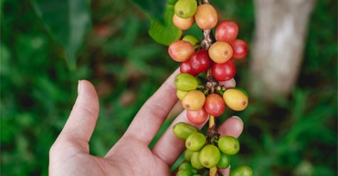 Esperienza del Caffè — Tour privado en Bogotá con guía bilingüe