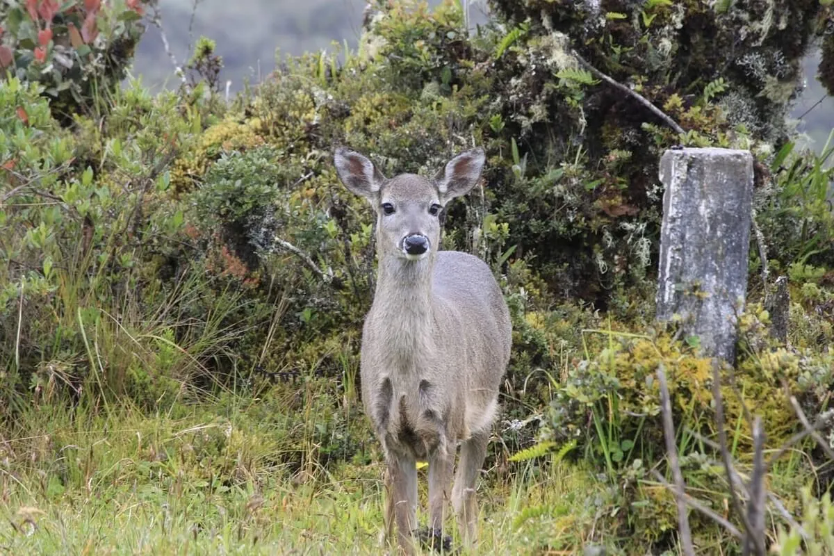 Natura — Tours privados de Bogotá