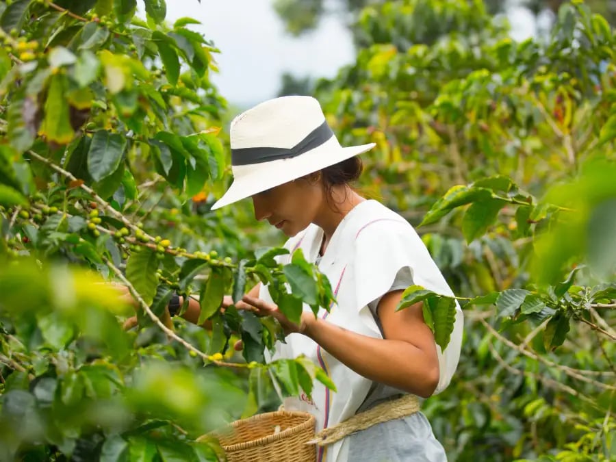 plantacion-cafe