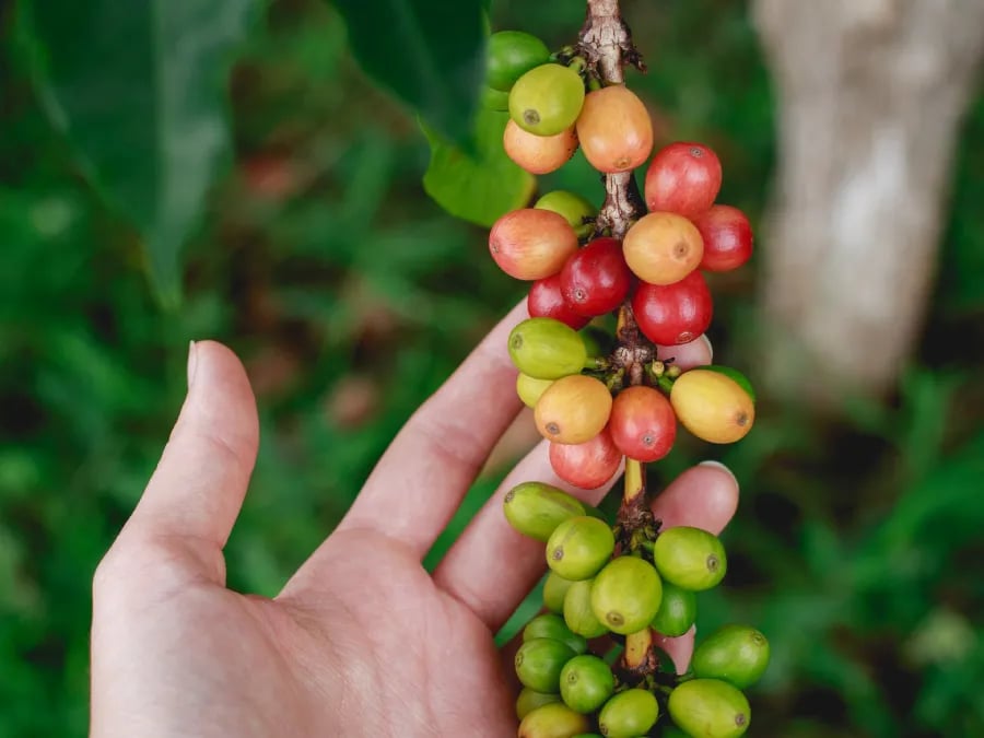 Fall in love with the best colombian coffee in a guided visit to a coffee plantation